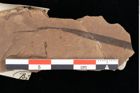 Foto (Detailansicht) von Poacites tortus Heer (NHMW-GEO-2024-0188-0375)